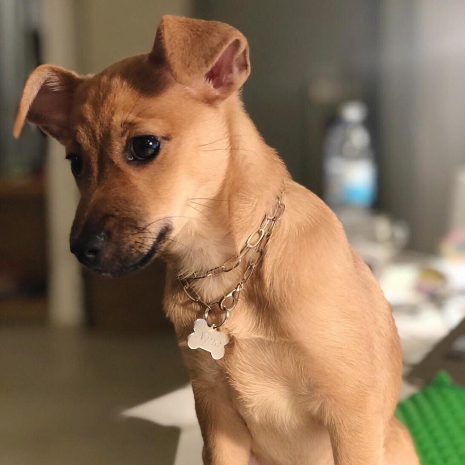 תג לחתול\כלב עצם