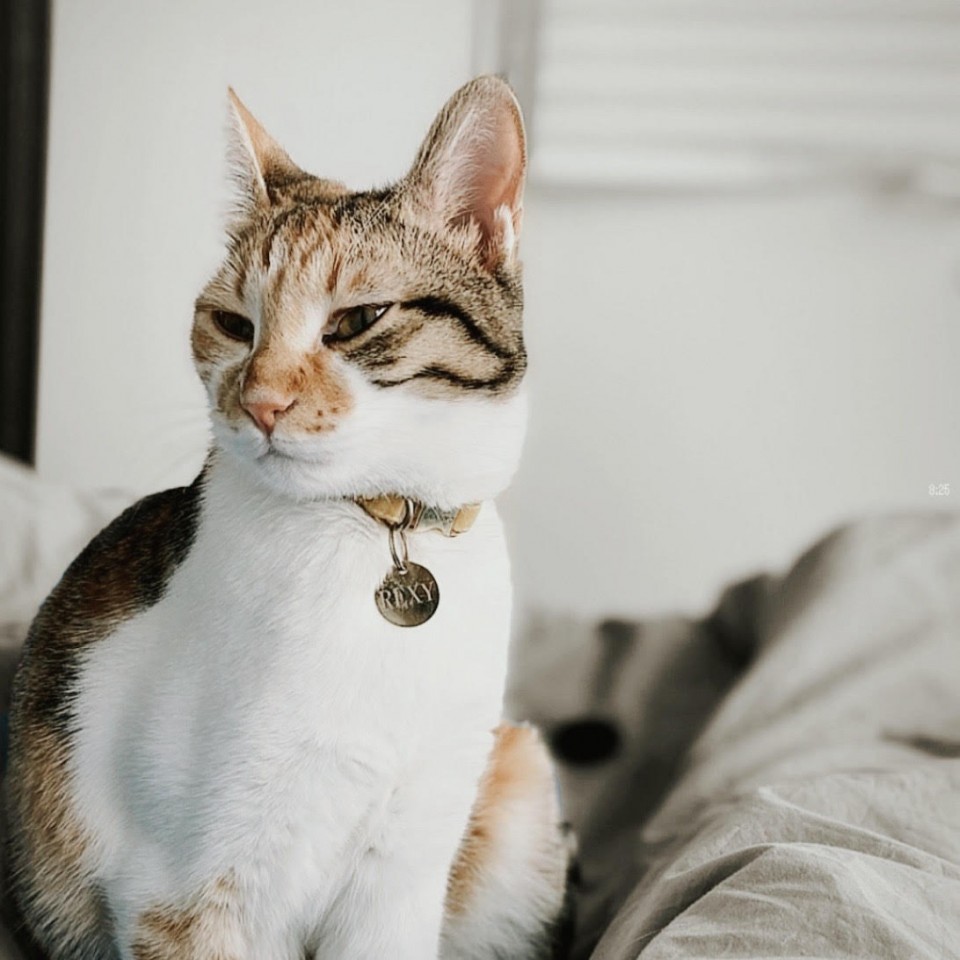 תג לחתול\כלב מטבע